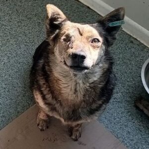 MONALISA - rechtes Auge fehlt - reserviert Tierhilfe Lebenswert DR - vermittelt