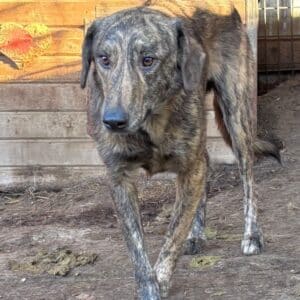 FINJAS (♂) - seit 2023 im Shelter