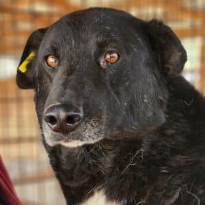 PUCCINI - seit mind. 2021 im Shelter