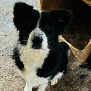 QUINCY - ausgereist zur Hilfe für Herdenschutzhunde