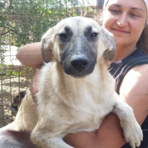 VRENI (♀) - vermittelt AL