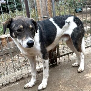 ANOUR (♂) - Notfall - Mobbingopfer - sollte schnellstmöglich ausreisen (09/25)