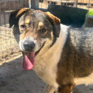 ANOUR (♂) - Notfall - Kleinster im Kennel - Mobbingopfer - (04/26)