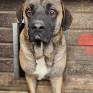 BILBAO (♂) - sollte zeitnah ausreisen