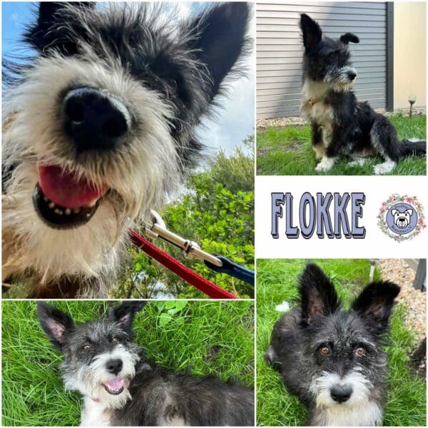 Flokke in 16348 Wandlitz - vermittelt