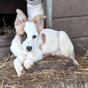 PUNITA - auf PDR PS im PLZ Bezirk 47 - vermittelt