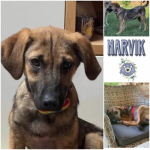 Narvik in 95466 Weidenberg - vermittelt