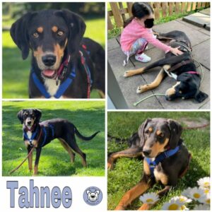 Tahnee in 45481 Mülheim - vermittelt