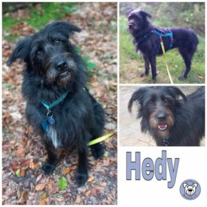 Hedy in 21385 Rehlingen (bei Lüneburg) - vermittelt