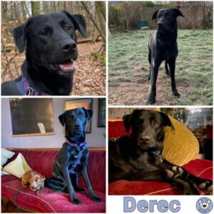 Derec (♂) in 63069 Offenbach a. Main - vermittelt