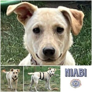 Niabi in 92318 Neumarkt - vermittelt