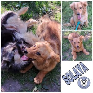 SOLAYA in 99636 Ostramondra - vermittelt