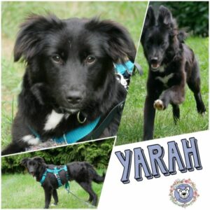 YARAH in 21493 Möhnsen - vermittelt