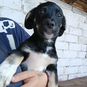 LUIZY - ausgereist zur Tierhilfe Lebenswert