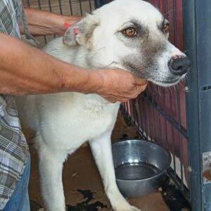 LOVELACE (♀) - auf PDR PS im PLZ Bezirk 21 - vermittelt