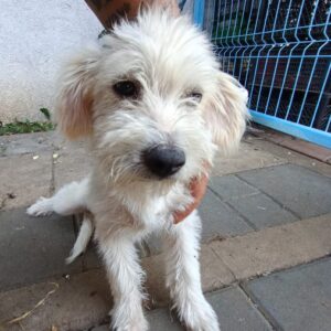 FLIMM - ausgereist zur Tierhilfe Lebenswert