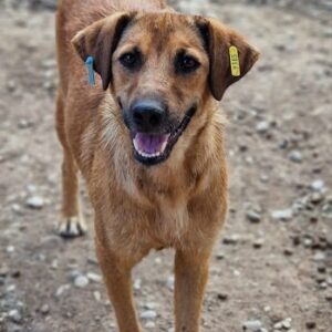 JESKE (♂) – vermisst 11/24