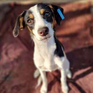 YUNA - ausgereist zur Tierhilfe Lebenswert