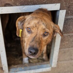 RASMUS (♂) - vermittelt MH