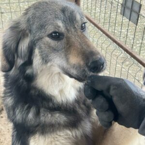 DORLE - auf PDR PS im PLZ Bezirk 82 - vermittelt