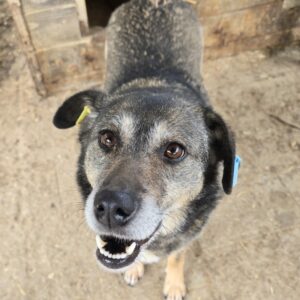 BIA (♀) - seit Mitte 2021 im Shelter - ausgereist zum TH Iserlohn