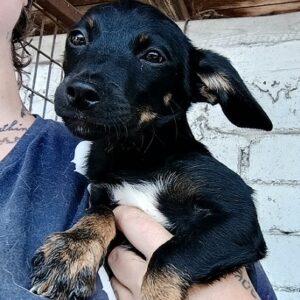 DINAH - ausgereist zur Tierhilfe Lebenswert