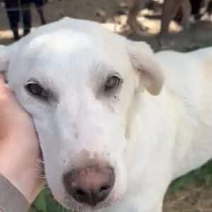 JUNO - ausgereist zu Vergessene Pfoten Stuttgart