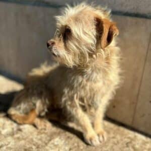 TALIA - zu dünn - ausgereist zum TH Wannigsmühle