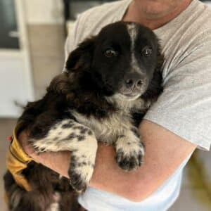 DRAGǍ - vermittelt MD