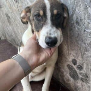 MARIBU - auf PDR PS im PLZ Bezirk 21 - vermittelt