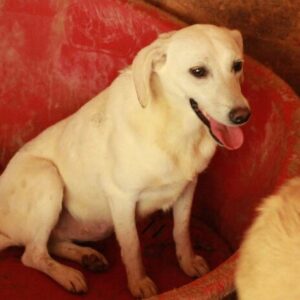 ALBINA - auf PDR PS im PLZ Bezirk 34 - vermittelt