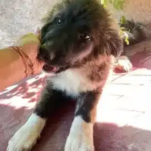 IZZY - ausgereist auf PDR PS im PLZ Bezirk 66 - vermittelt