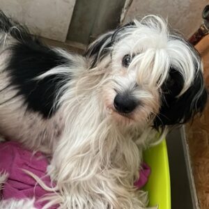 THALIA - vermittelt JW