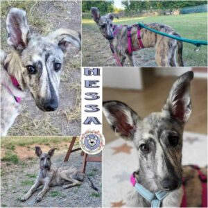 Nessa in 97440 Werneck - vermittelt