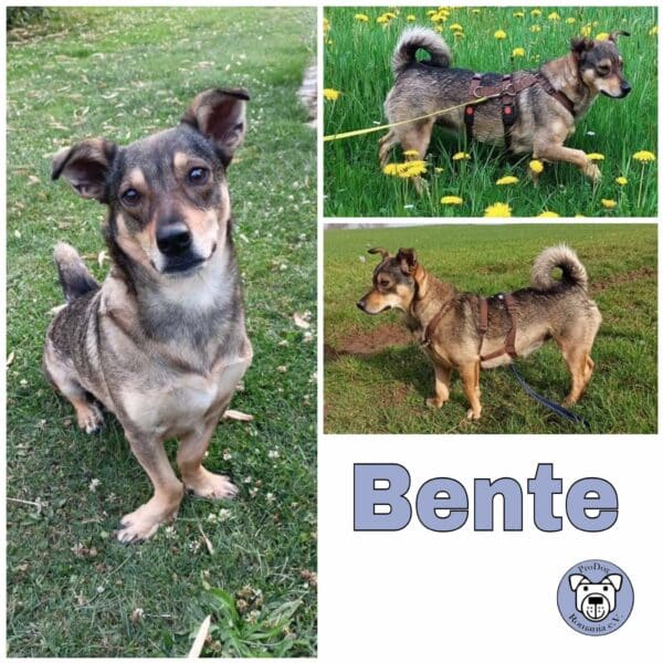 Bente (♀) in 78733 Aichhalden b. Schramberg - vermittelt