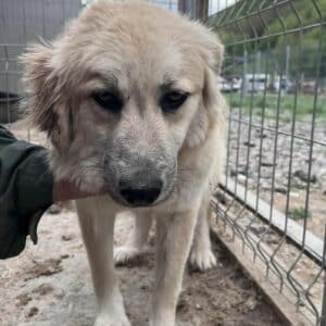 KATHIE (♀) - Notfall im Shelter: Mobbingopfer, Bisswunden  - vermittelt