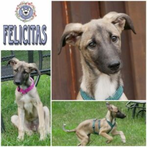 FELICITAS in 21493 Möhnsen - vermittelt