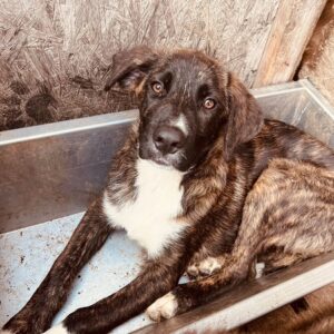 TEJAS - auf PDR PS im PLZ Bezirk 66 - vermittelt