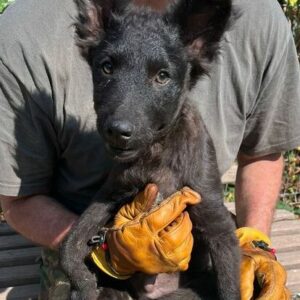 TIGRIS - auf PDR PS im PLZ Bezirk 57 - vermittelt