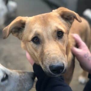 KARAMELL - auf PDR PS im PLZ Bezirk 26 *ausgereist*