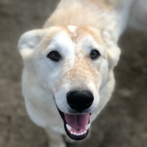 ALLEGRIA - ausgereist zum TH Koblenz