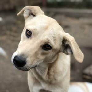 LIFA (♀) - ausgereist zur Tierhilfe Lebenswert