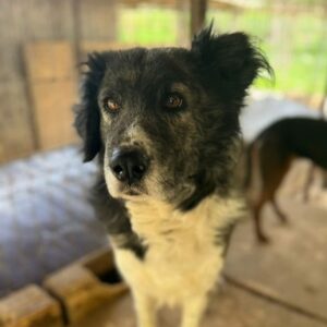 WALKER (♂) - vermittelt MH