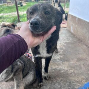 DERYA (♀) - auf PDR PS im PLZ Bezirk 46 - vermittelt