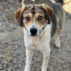 MALFOY (♂) - vermittelt MH