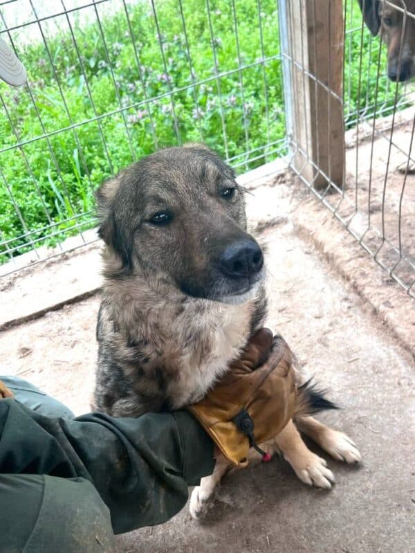 TIMBER (♂) – Bild 2
