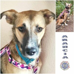 Arancia in 60386 Frankfurt - vermittelt