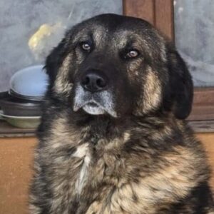 KOSMOS (♂) schont Vorderpfote (03/26)