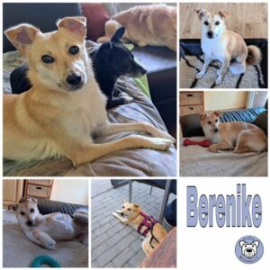 Berenike in 53881 Euskirchen - vermittelt