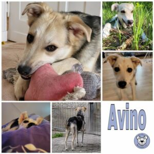 Avino in 12527 Berlin - vermittelt